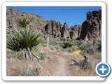 USA-Suedwest-231003-1663-Mojave-NP