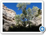 USA-Suedwest-231003-2738-Natural-Bridges-National-Monument