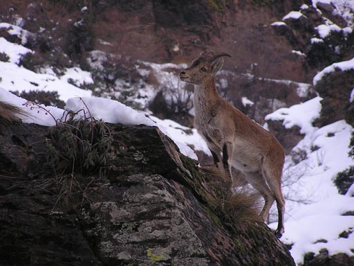Alpujaras_Granada_P3060068