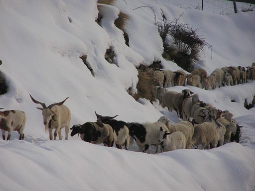 Alpujaras_Granada_P3060088