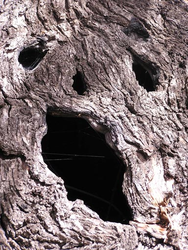 Alpujaras_Granada_P3200253