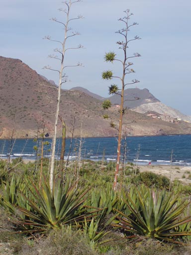 Cabo_de_Gata_AlmeriaP3090203