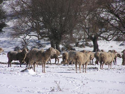 Sierra_Subbaetica_Cordoba_P3050005