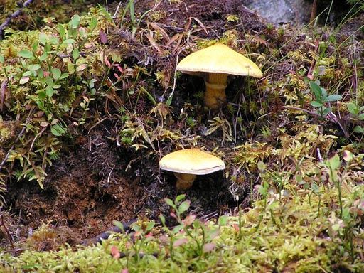 050901Oberinntal 170