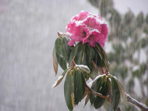 3_Trek_Bednibugyal_Vikaltal_0604_P4170194