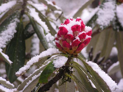 3_Trek_Bednibugyal_Vikaltal_0604_P4170197