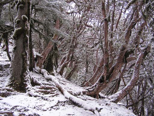 3_Trek_Bednibugyal_Vikaltal_0604_P4170201