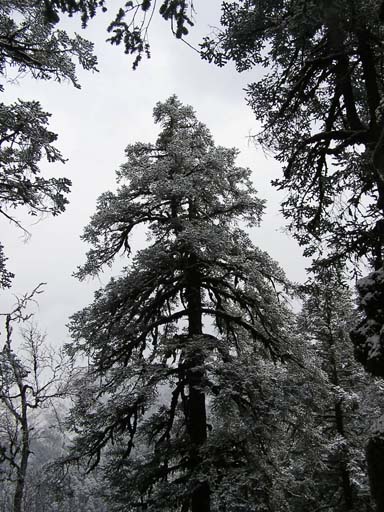 3_Trek_Bednibugyal_Vikaltal_0604_P4170202