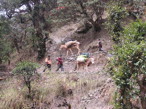 3_Trek_Bednibugyal_Vikaltal_0604_P4170208