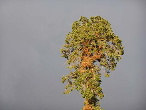 3_Trek_Bednibugyal_Vikaltal_0604_P4190106