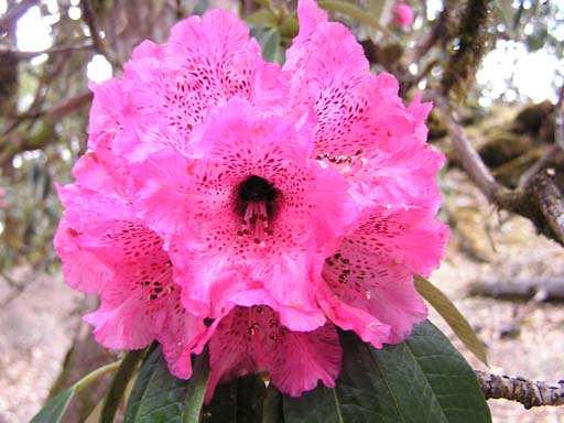 3_Trek_Bednibugyal_Vikaltal_0604_P4200133