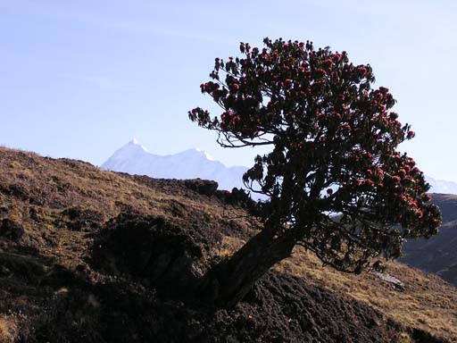 3_Trek_Bednibugyal_Vikaltal_0604_P4210151