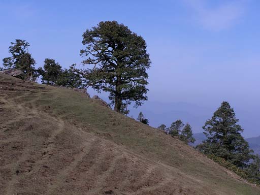 3_Trek_Bednibugyal_Vikaltal_0604_P4210153