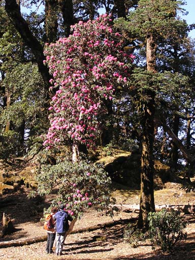 3_Trek_Bednibugyal_Vikaltal_0604_P4210172