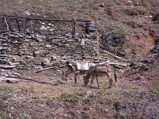 3_Trek_Bednibugyal_Vikaltal_0604_P4210185