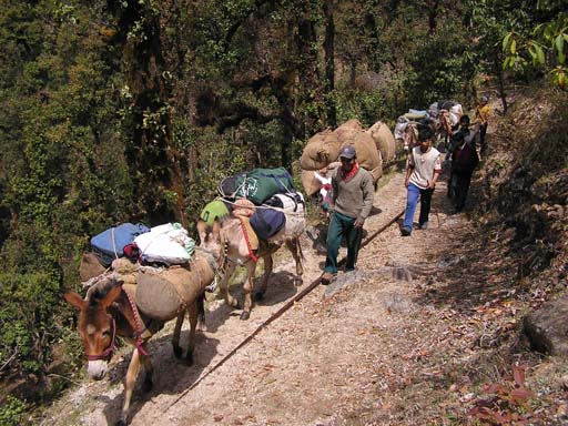 3_Trek_Bednibugyal_Vikaltal_0604_P4210203