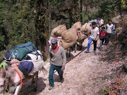 3_Trek_Bednibugyal_Vikaltal_0604_P4210204