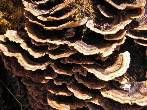 3_Trek_Bednibugyal_Vikaltal_0604_P4210210