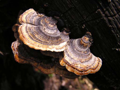 3_Trek_Bednibugyal_Vikaltal_0604_P4210212