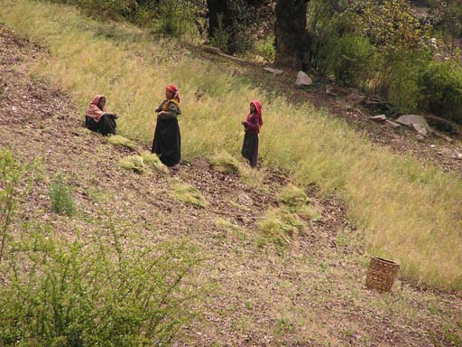 3_Trek_Bednibugyal_Vikaltal_0604_P4210213