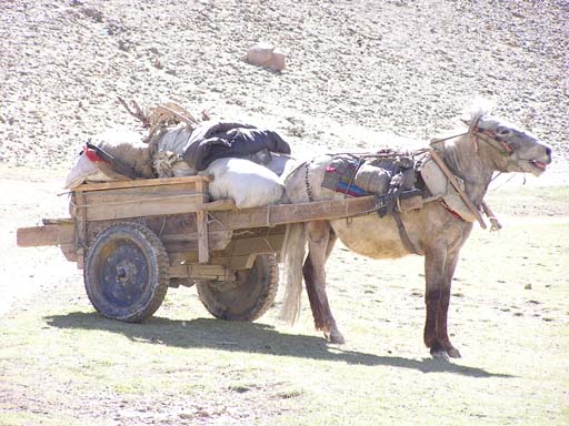 Pferdegespann, Tibet