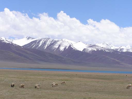 Tibet_2006_P5310502
