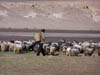 Tibet_2006_P5220115