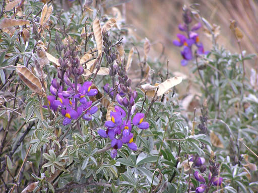 Cordillera_Blanca_P1010025