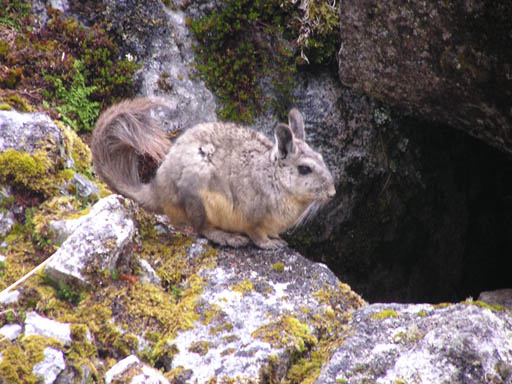Cordillera_Blanca_P1010057