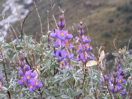 Cordillera_Blanca_P1010063