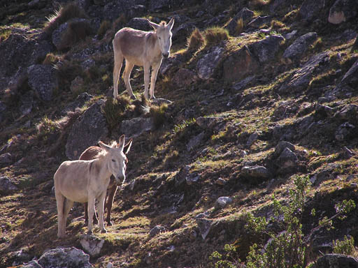 Cordillera_Blanca_P1010144