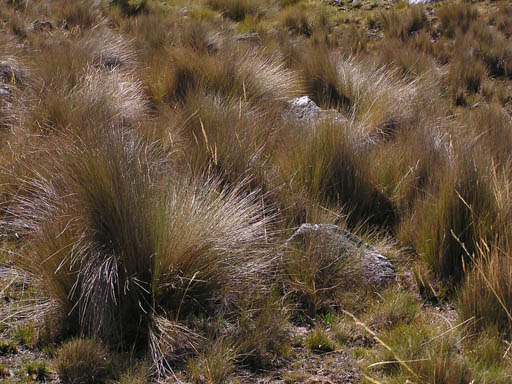 Cordillera_Blanca_P1010156