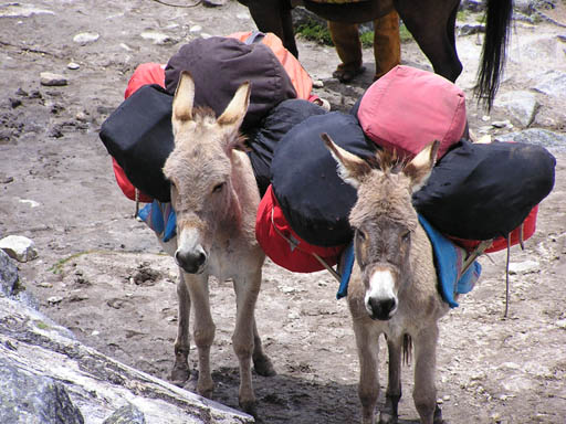 Cordillera_Blanca_P1010209