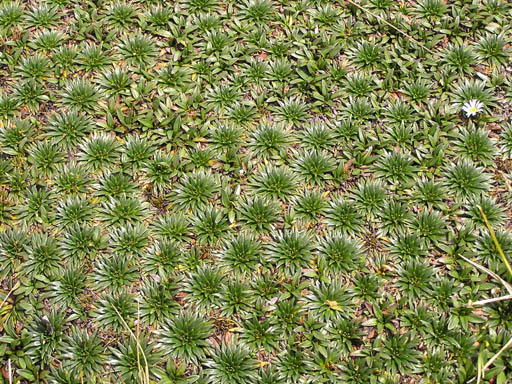 Cordillera_Blanca_P1010231