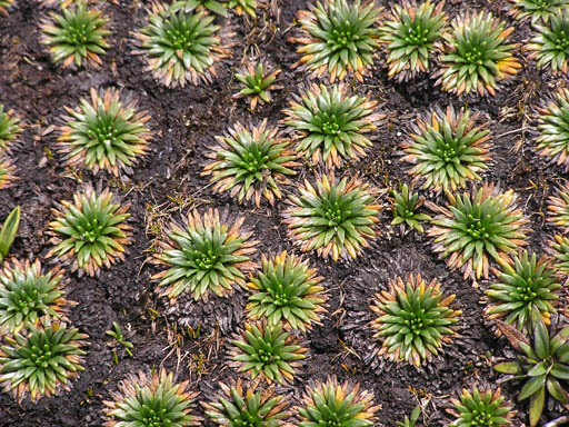 Cordillera_Blanca_P1010233