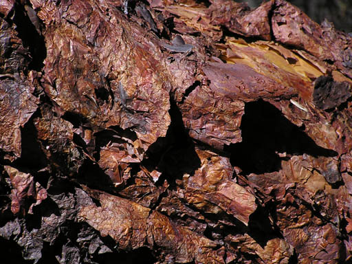 Cordillera_Blanca_P1010282