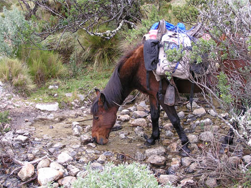 Cordillera_Blanca_P1010420
