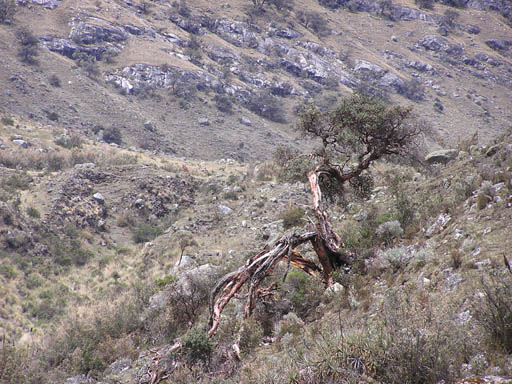 Cordillera_Blanca_P1010485