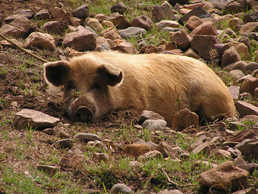 Cordillera_Blanca_P1010005