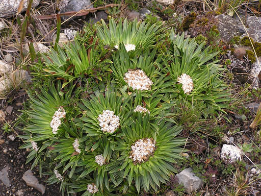 Cordillera_Blanca_P1010024