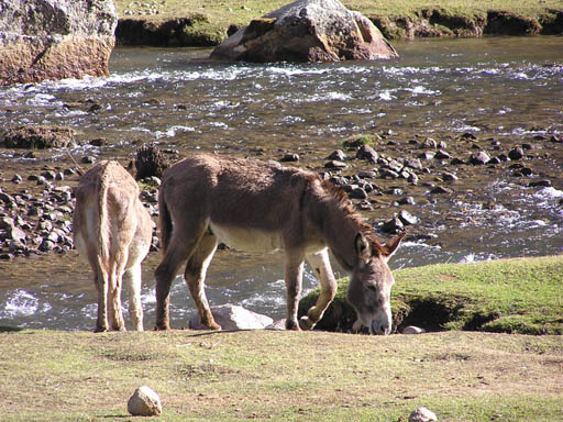 Cordillera_Blanca_P1010103