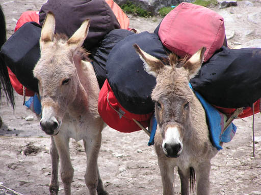 Cordillera_Blanca_P1010211