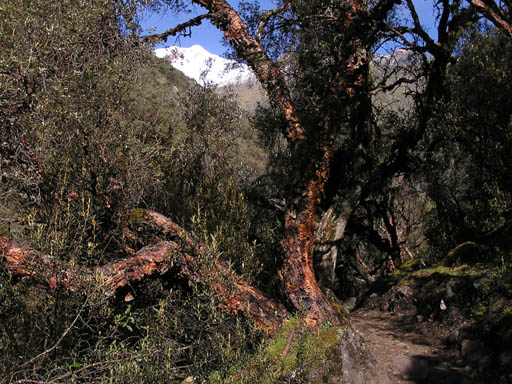 Cordillera_Blanca_P1010283