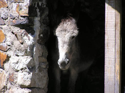 Cordillera_Blanca_P1010304