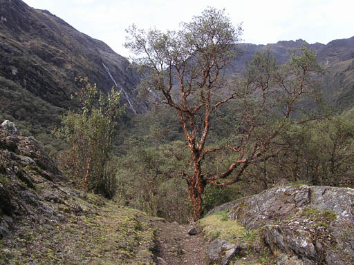 Cordillera_Blanca_P1010336