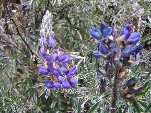 Cordillera_Blanca_P1010352