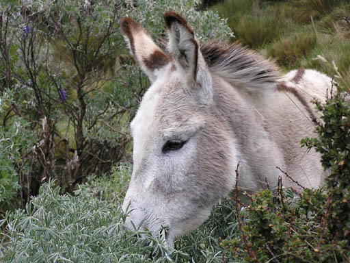 Cordillera_Blanca_P1010424