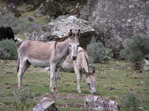 Cordillera_Blanca_P1010483