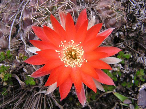 Urubamba_Tal_P1010574