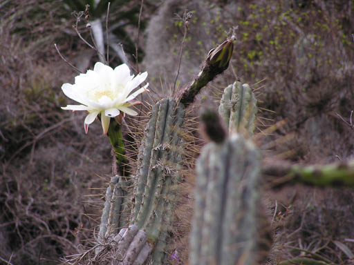 Urubamba_Tal_P1010596